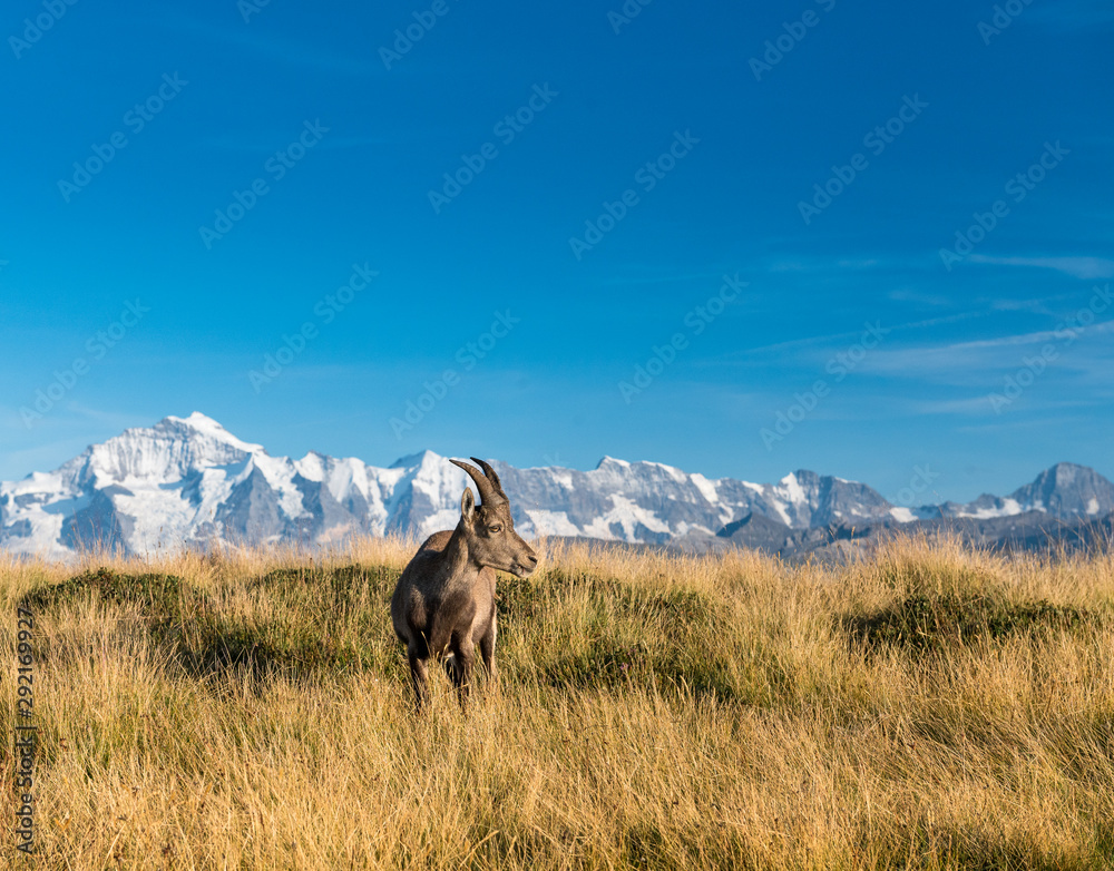 Steinbock vor dem Gipfel von der Jungfrau