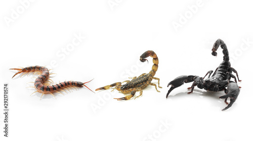 Three Poisonous animals, Scorpion, Centipedes on white background.