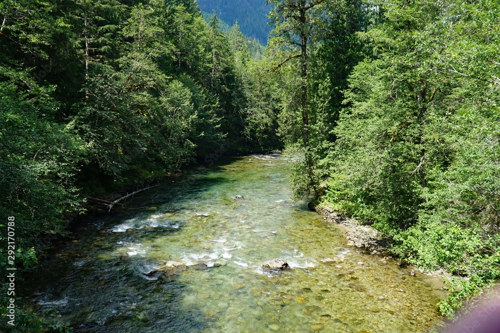 river in forest