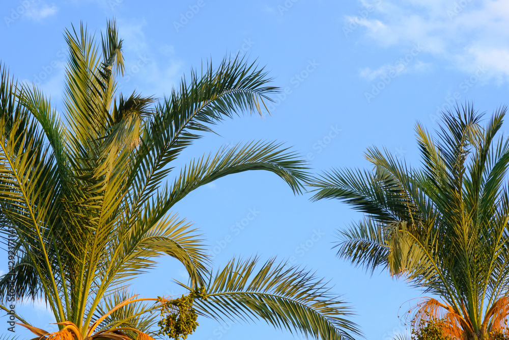 Palm branches on a background of blue sky with clouds. Palm branches on a background of blue sky with clouds.