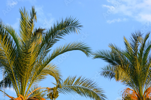 Palm branches on a background of blue sky with clouds.