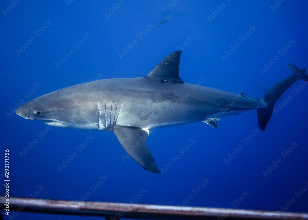 Fototapeta premium Great White Shark, Cage Diving, Guadalupe Island, Isla Guadalupe, White Shark