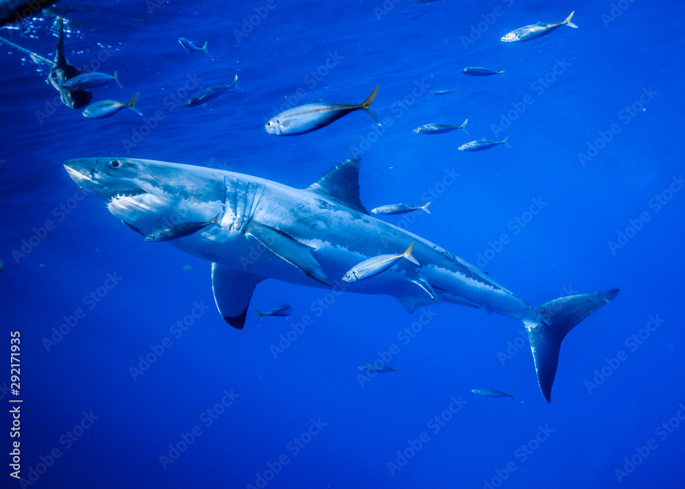 Fototapeta premium Great White Shark, Cage Diving, Guadalupe Island, Isla Guadalupe, White Shark