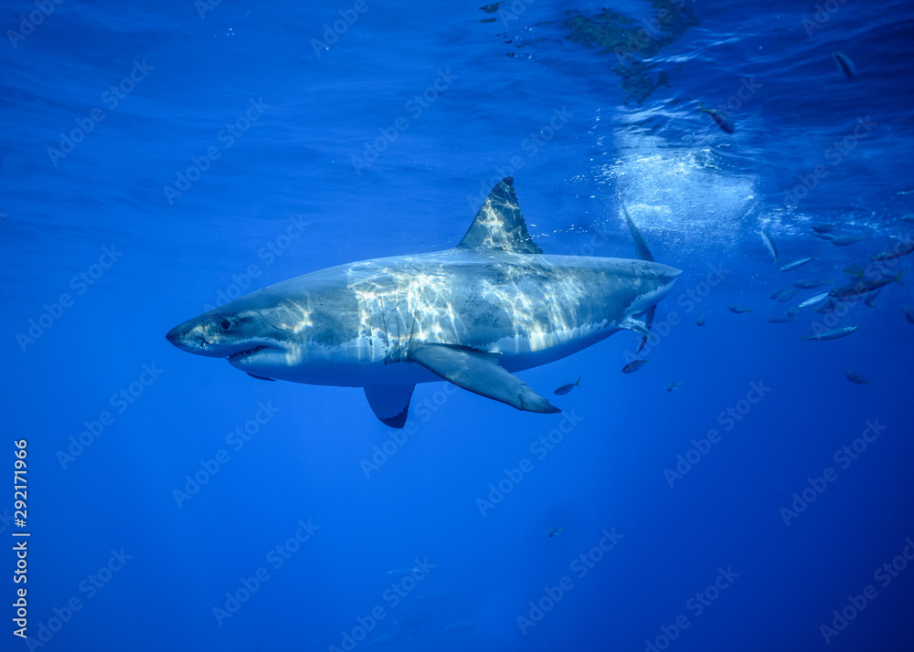 Naklejka premium Great White Shark, Cage Diving, Guadalupe Island, Isla Guadalupe, White Shark