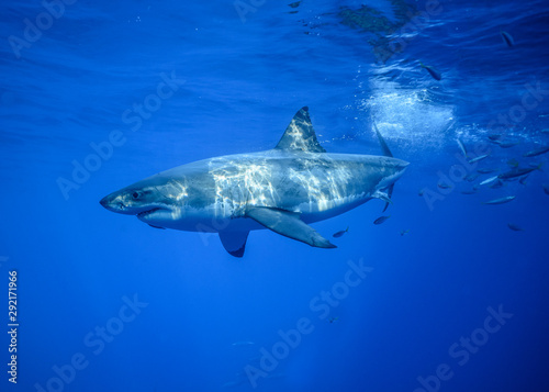 Great White Shark, Cage Diving, Guadalupe Island, Isla Guadalupe, White Shark © Sasha