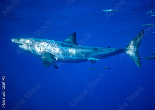Great White Shark, Cage Diving, Guadalupe Island, Isla Guadalupe, White Shark © Sasha