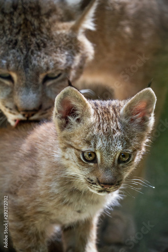 Canvas Print Canada Lynx