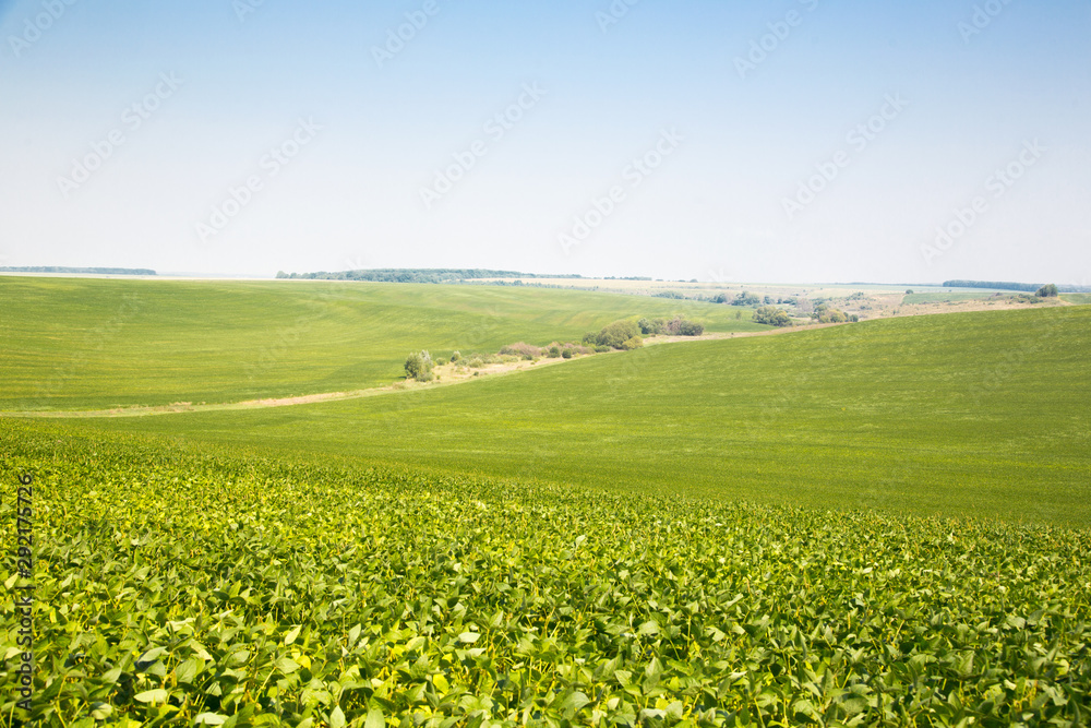 Fototapeta premium Wide green field. Green meadow. Bright landscape.