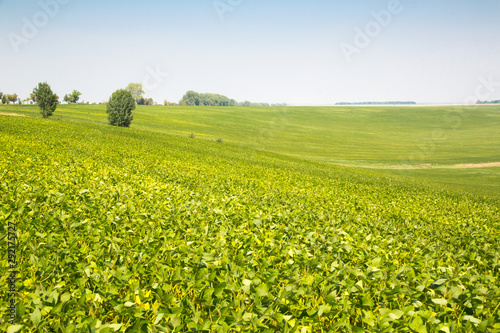 Green field with little trees and bushes. Wide green meadow. 