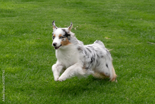 Australian Shepherd  © Chris Foley