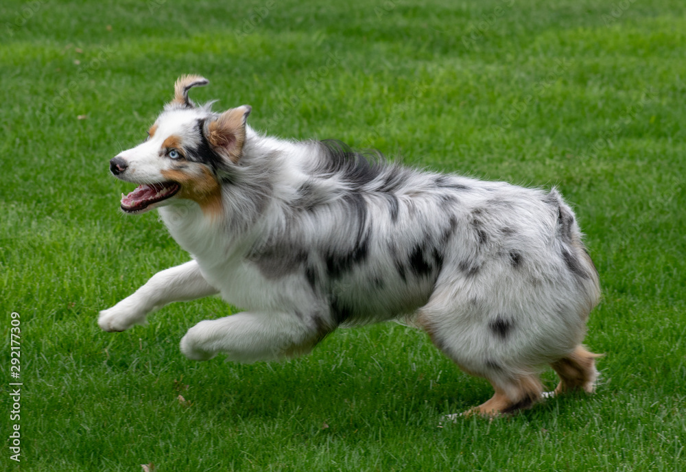 Australian Shepherd 