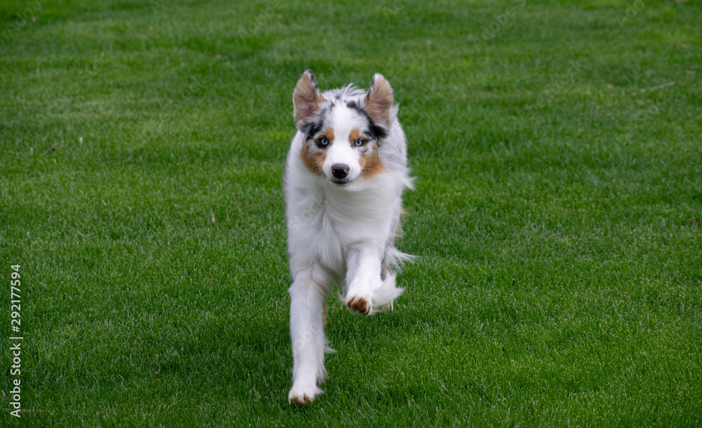 Australian Shepherd 