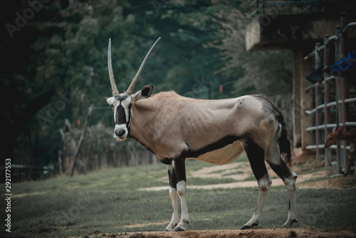 Close up image of a Gemsbok / Oryx eating grass on the plains of Thailand Zoo