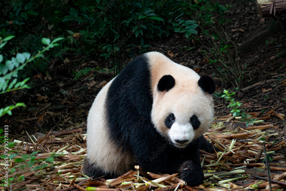 Naklejka premium Black and white Panda in Chengdu Panda park China