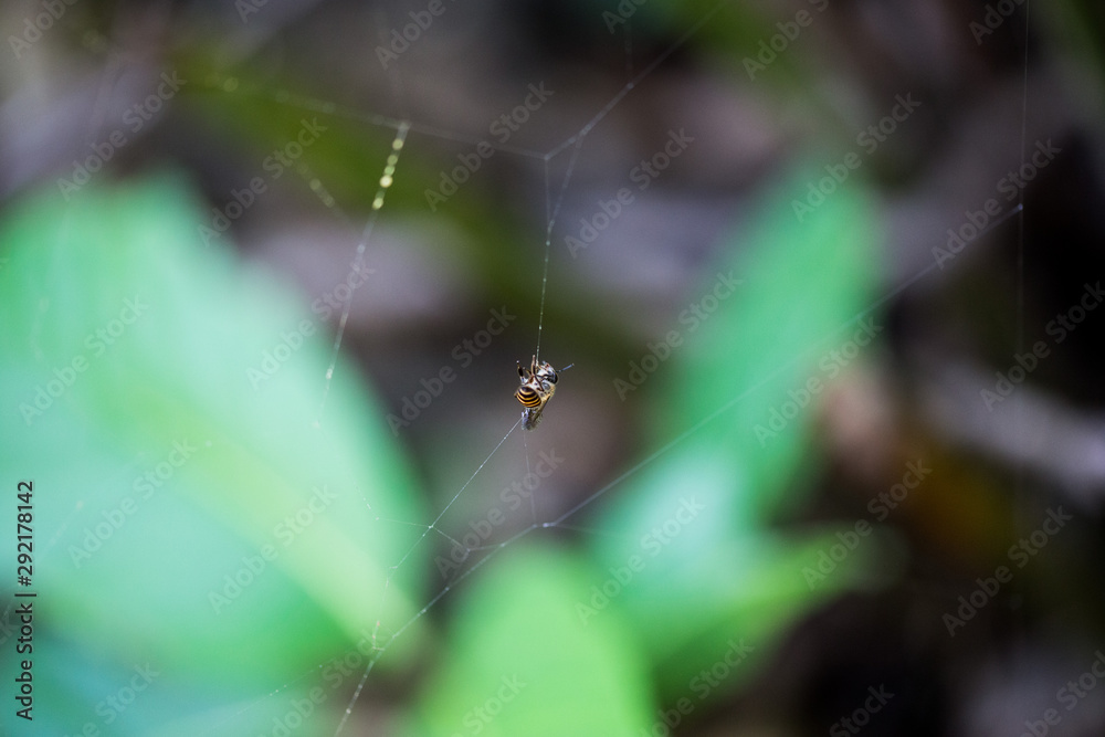 bee caught in spider web bee caught in spider web