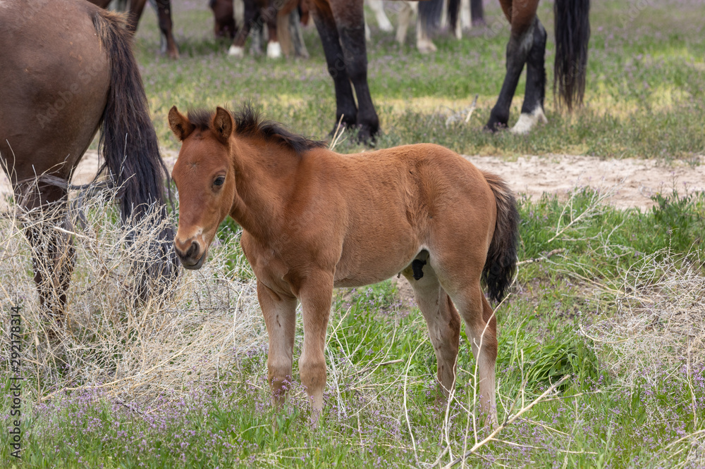 Fototapeta premium Cute Wild Horse Foal in Utah in Spring