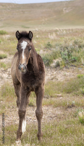 Cute Wild Horse Foal in Utah in Spring