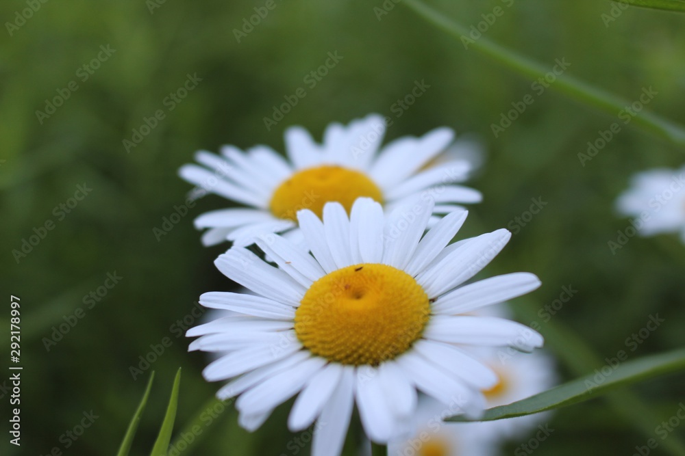 Daisy Daisy