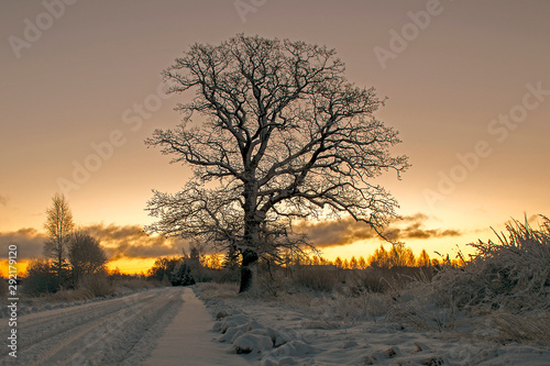 Alone frozen tree in the field  twilight  early winter morning  beautiful colored sky