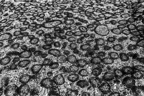 Orbicular granite in Atacama Desert at Caldera, Chile. There are just a few places with this amazing granite formations that create amazing natural textured patterns with circles over granite rock photo