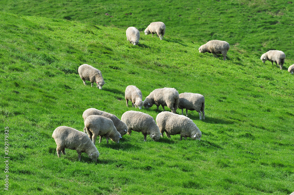  Sheep on the Korean pasture 