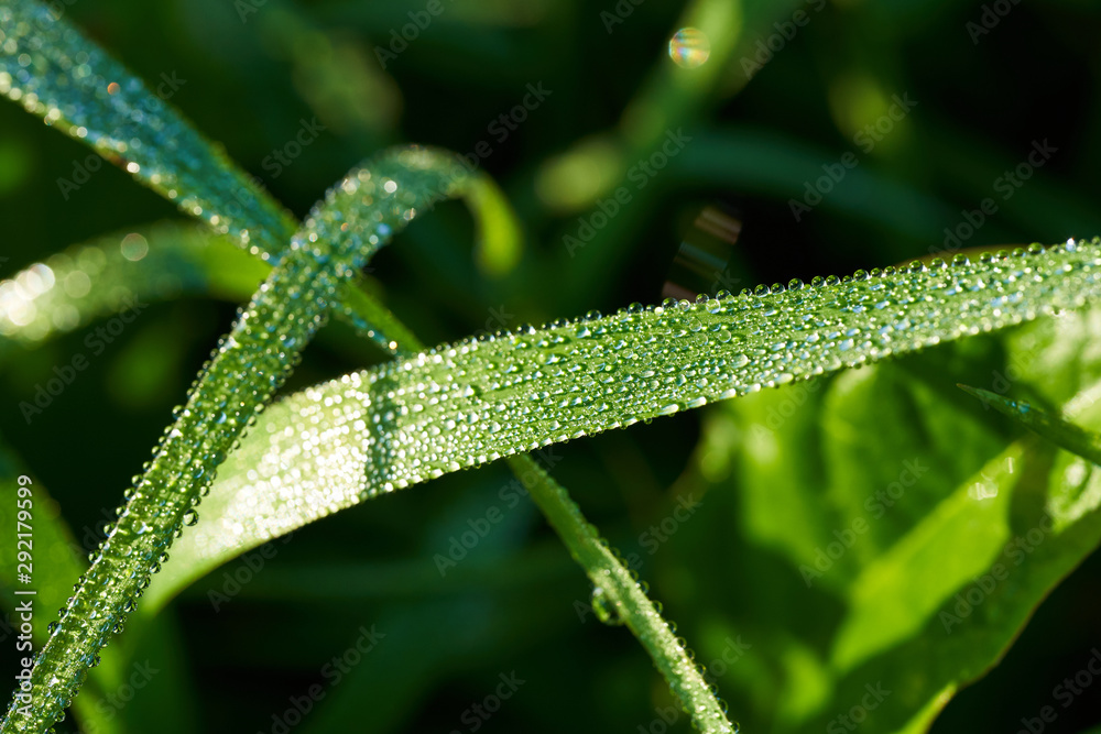 Drops of morning dew on the grass in the sun. Macro Drops of morning dew on the grass in the sun. Macro