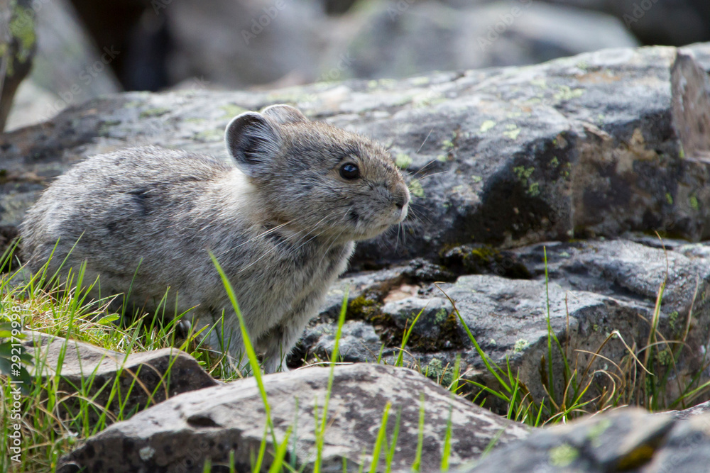 Naklejka premium Pika in the Canadian rocky mountains
