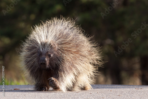 Porcupine in the Canadian Rockies