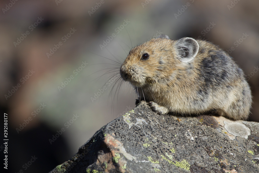 Pika in the Canadian rocky mountains