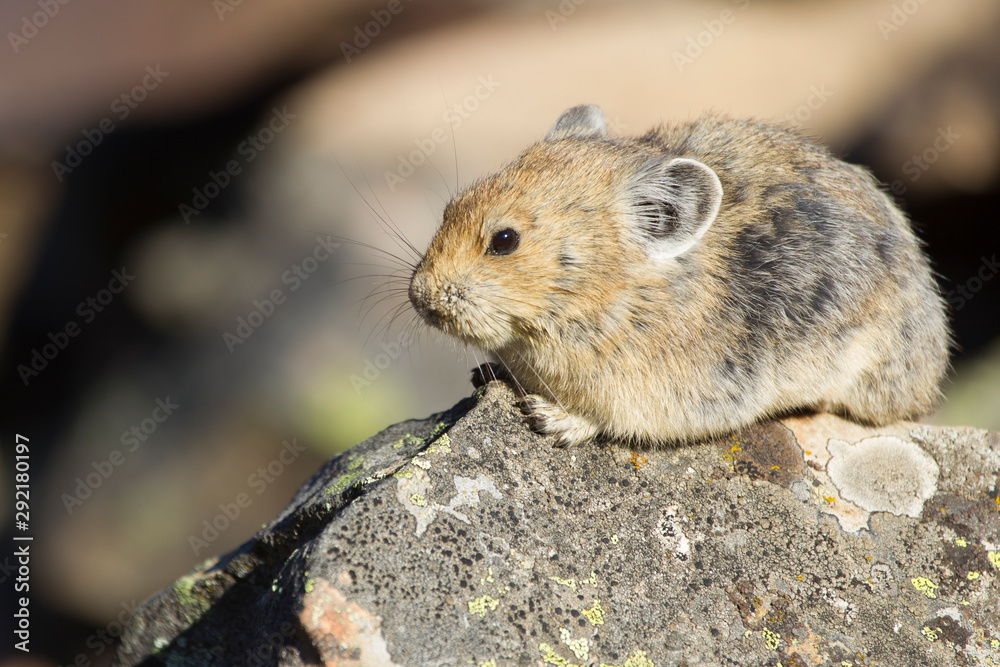 Pika in the Canadian rocky mountains Pika in the Canadian rocky mountains
