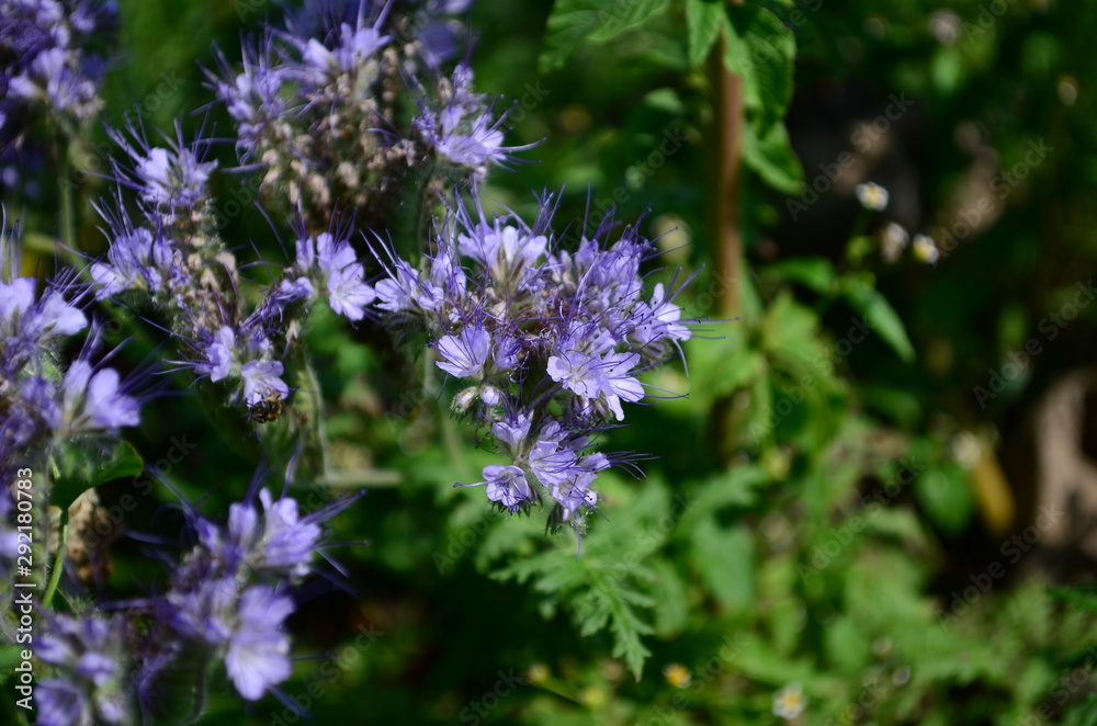 Fluffy flower Phacelia blue honey plant in the garden