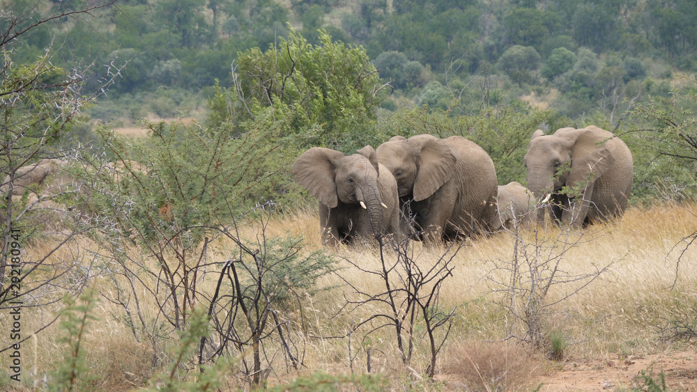 Herd of elephants in Pilanesberg Game Reserve Herd of elephants in Pilanesberg Game Reserve