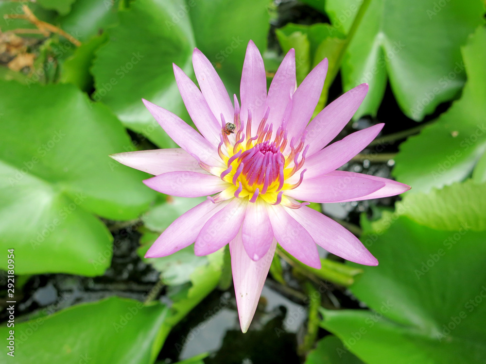 water lily lotus violet puple floral flower water lily lotus violet puple floral flower