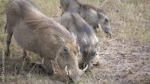Herd of warthogs eating grass