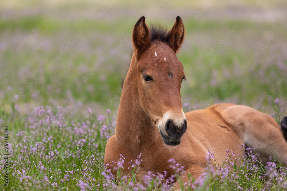 Cute Wild Horse Foal in Utah in Spring Cute Wild Horse Foal in Utah in Spring