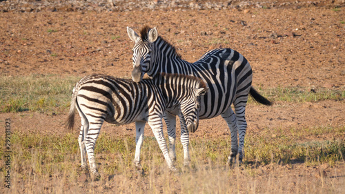 Mother and baby zebra at the savanna