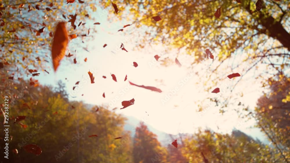 SLOW MOTION, BOTTOM UP, DOF: Cinematic view of brown leaves falling from the sunny autumn sky. Dry leaves fall from the treetops in a tranquil park. Scenic shot of leaves falling from the canopies