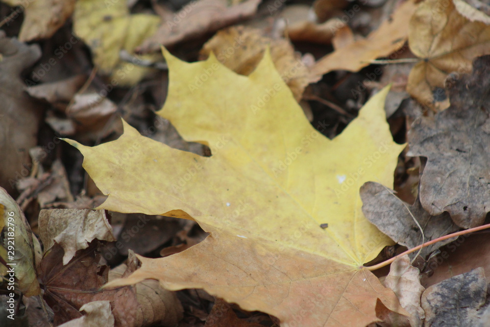 autumn autumn