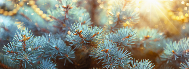Spruce Branches With Glitter. Christmas Background