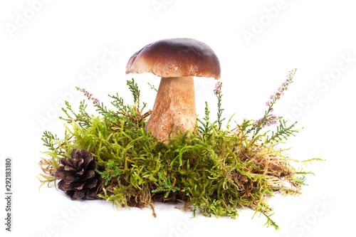 Edible wild forest Porcini Boletus mushroom, fresh autumn composition with moss,cone and lavender isolated on white background in studio. Cep Fungus nature concept. Boletus edulis.