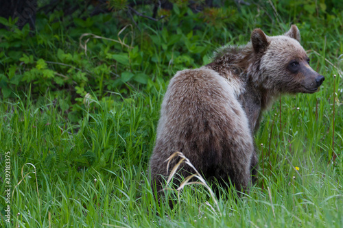 Grizzly Bear in the kananaskis Valley