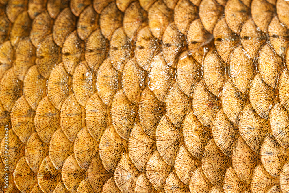 Fish scales closeup background texture, macro photography Stock