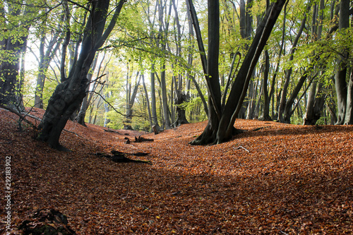 Epping forest in Fall