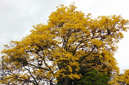 Ipe amarelo florido - Itaguaí rio de janeiro