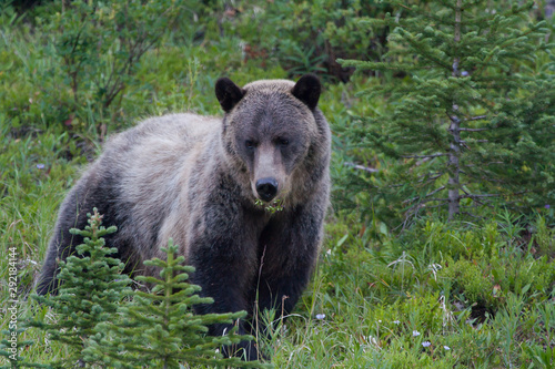 Grizzly Bear in the kananaskis Valley