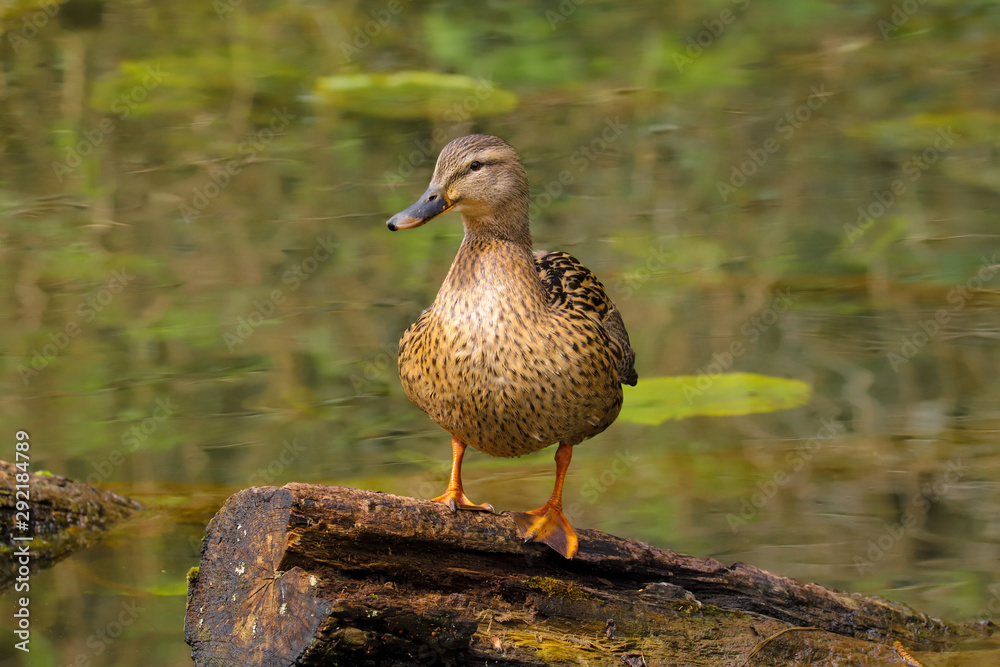 Adult female Mallard duck (Anas platyrhynchos).  Taken at my local nature reserve in Cardiff, South Wales, UK
