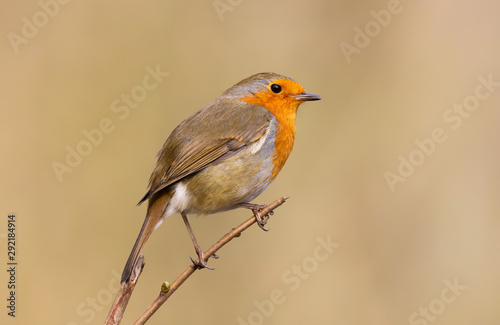 Close up of a Robin (Erithacus rubecula) bird perched on a branch.  Taken at my local nature reserve, Cardiff, Wales, UK © Helen Davies