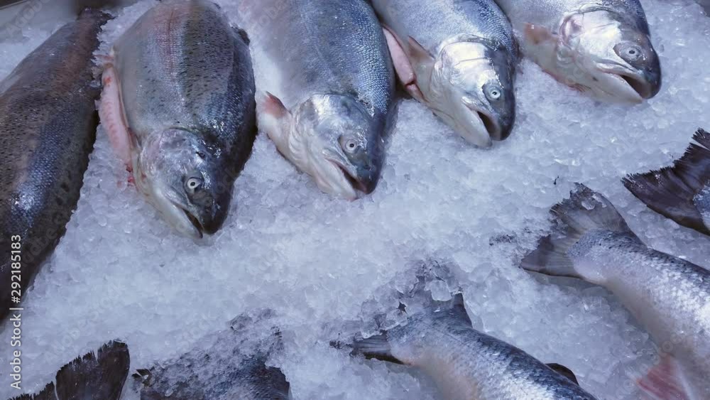fish sea salmon lie on the ice in the store or in the kitchen of a restaurant fish sea salmon lie on the ice in the store or in the kitchen of a restaurant