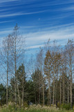 Autumn trees with almost no yellow foliage against a bright blue sky with white clouds