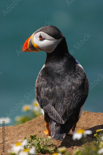 Close up of a wild atlantic puffin (Fratercula arctica) on the island of Skomer in Pembrokeshire, Wales, UK in the summer sunshine